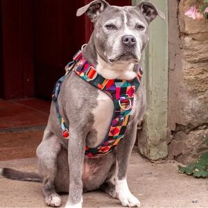 Twiggy Tags Adventure Harness